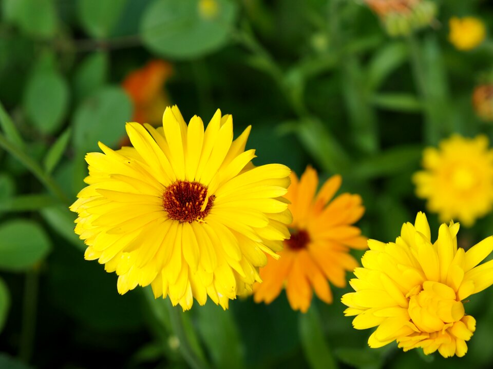 Gardening orange calendula officinalis