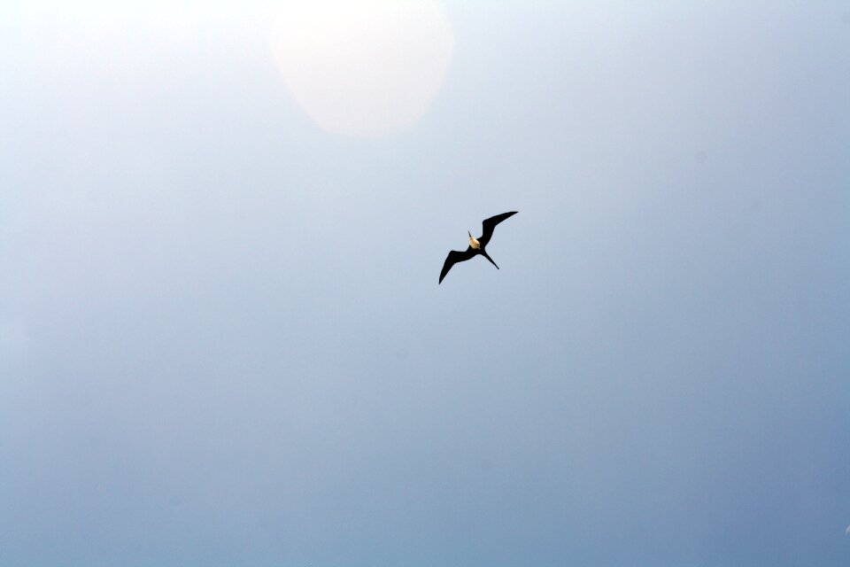 Extended wings i plan to blue sky
