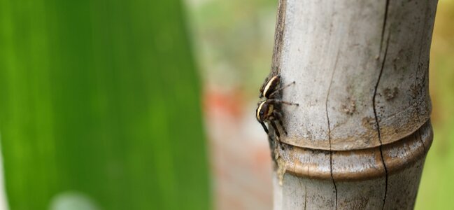 Insect spider hunter colombia