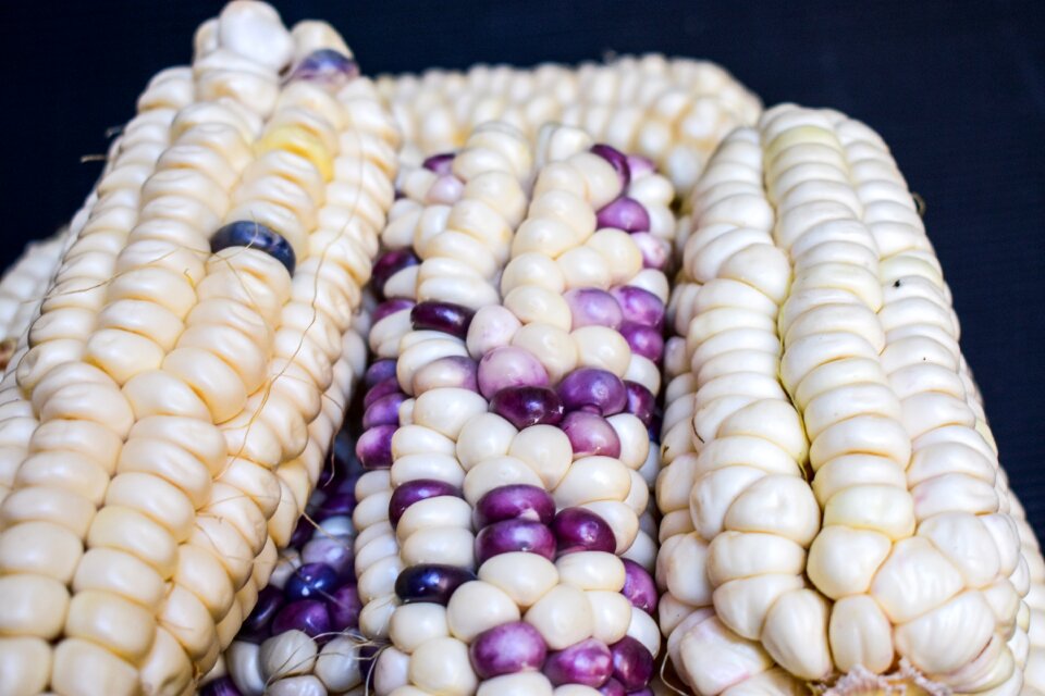 Agriculture gastronomy harvest