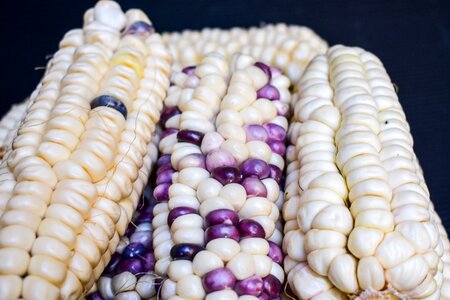 Agriculture gastronomy harvest