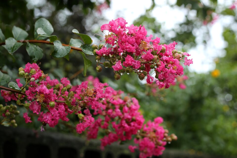 Pink crape myrtle wood