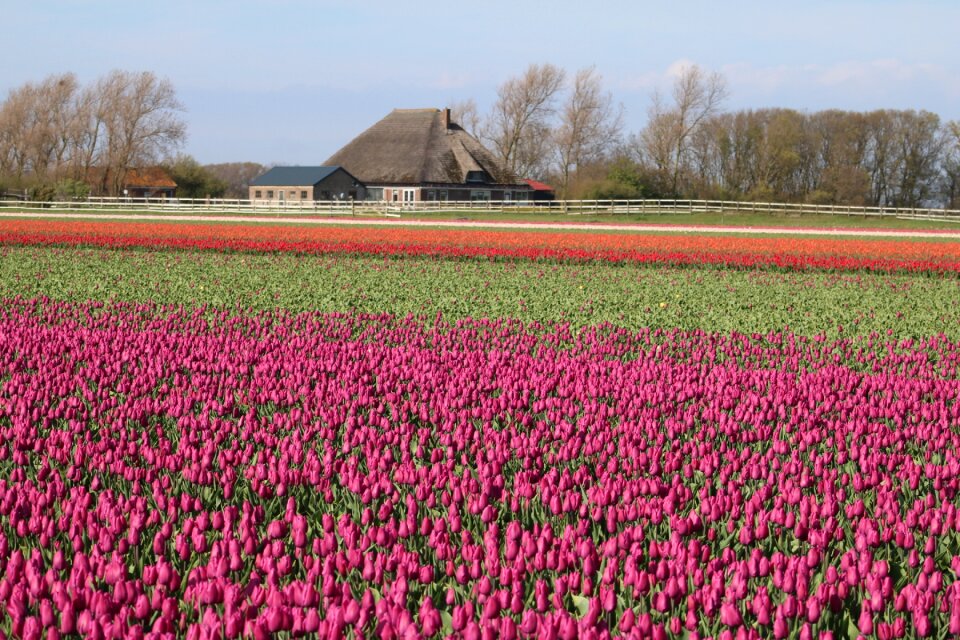 Colorful field of flowers blossom