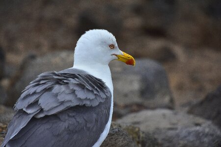 Nature waterfowl fuerteventura