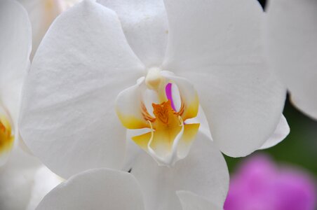 White flower plants flowering white photo