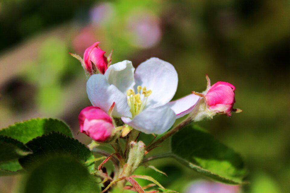 Apple jabłonka summer