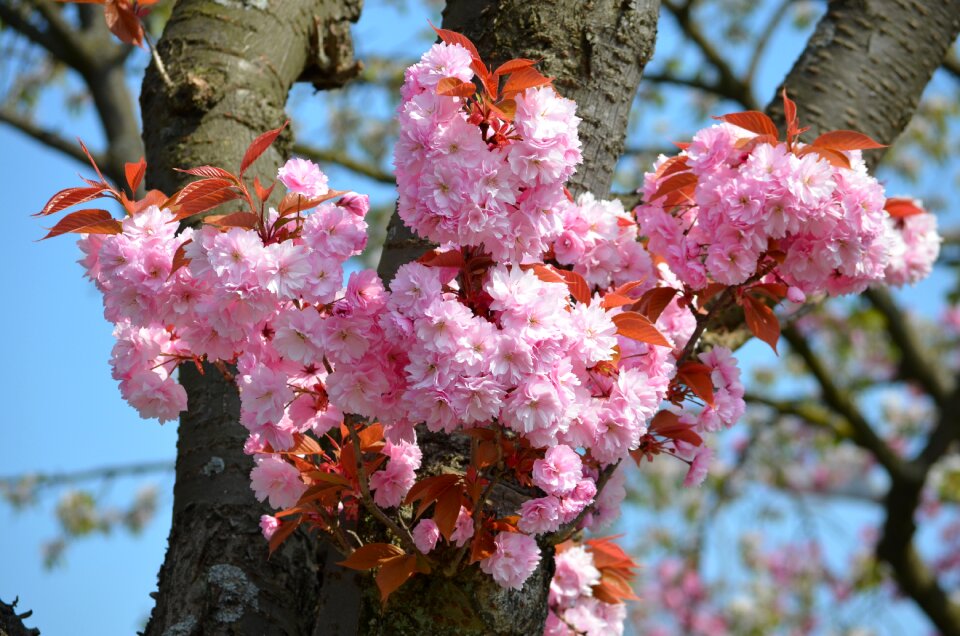 Japanese cherry blossom spring pink