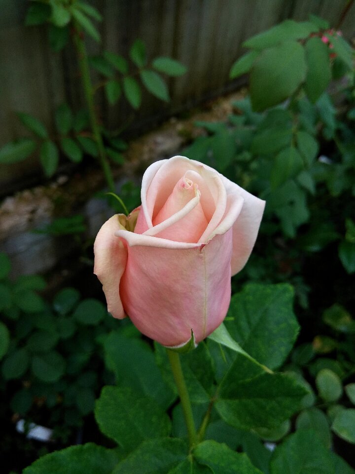Bud flower macro