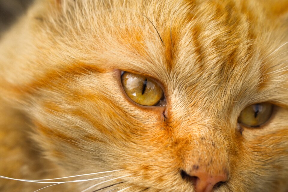 Pet animals kitten
