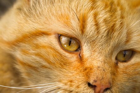 Pet animals kitten