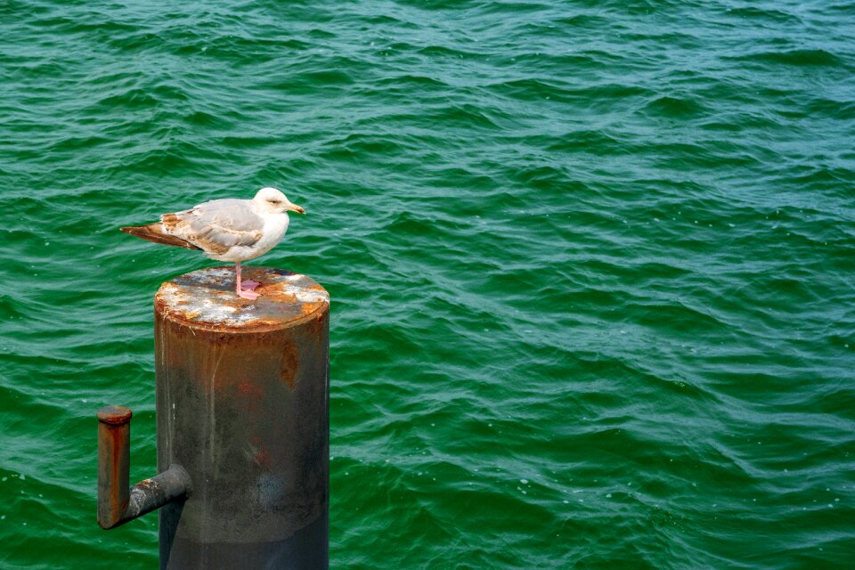 Bird seevogel water