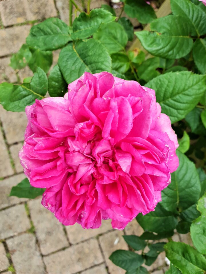 Petal rose