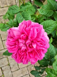 Petal rose