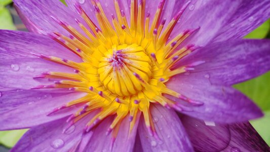 Flowers pink lotus bloom photo