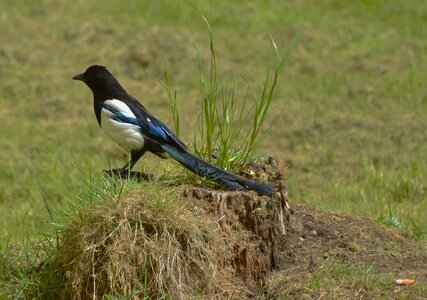 Bird nature corvidae photo