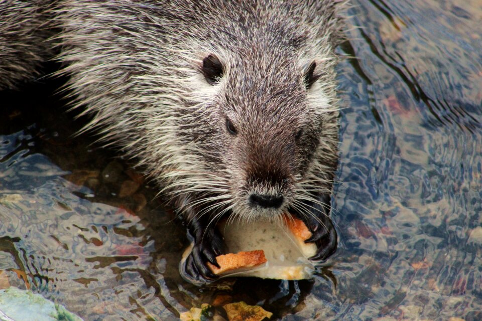 Pet wild animal zoo