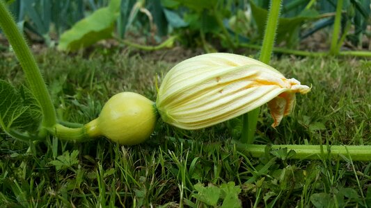 Leaf plant agro-industry
