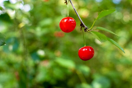 Fruit garden collection