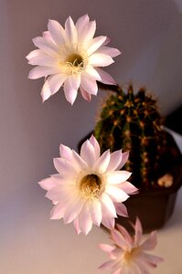 Botanical garden cacti