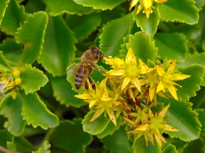 Nature macro garden photo