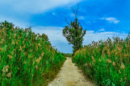 Reeds nature sky