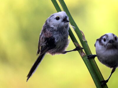Songbird aegithalidae young
