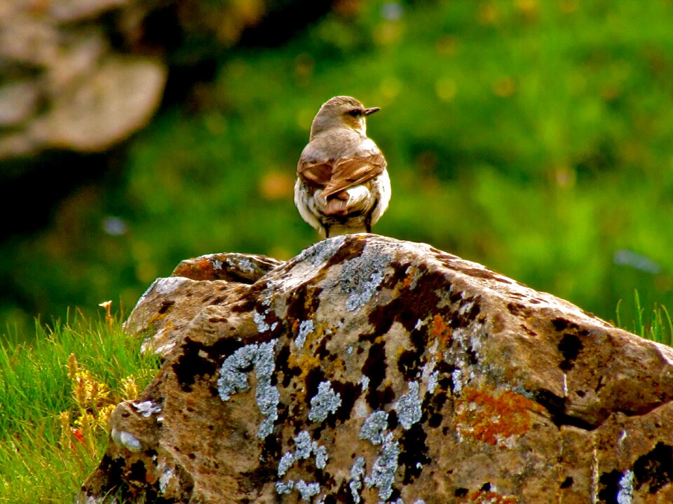 Animal brown summer