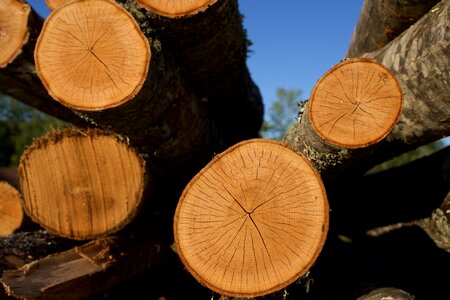 Timber outdoors hardwood photo