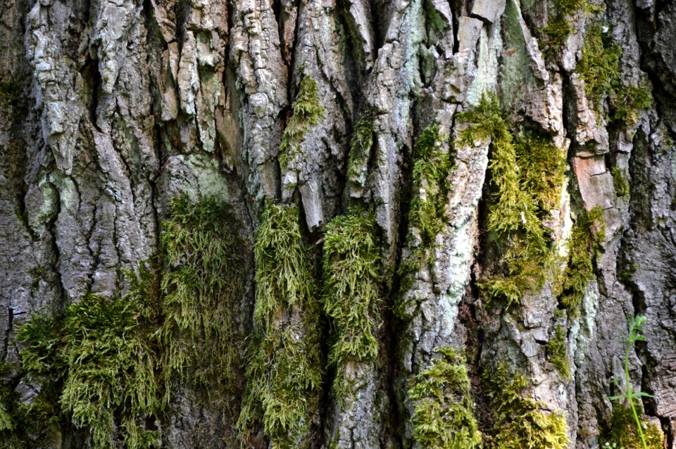 Bark moss structure