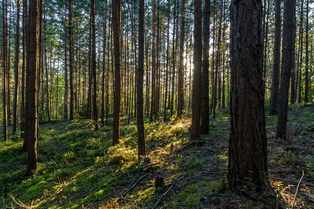 Pine forest thuringian forest trees photo