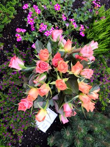 Pink rose blooms garden