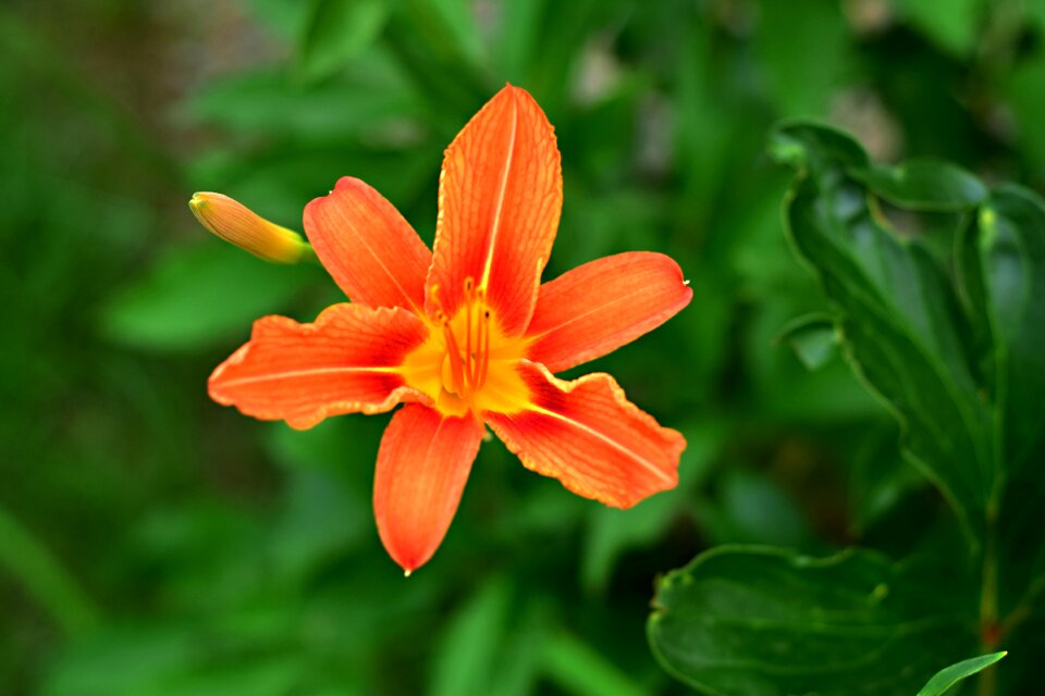 Summer flower yellow sticks nature