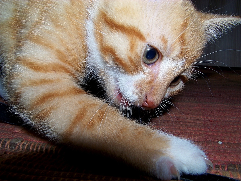 Pet mieze cat's eyes