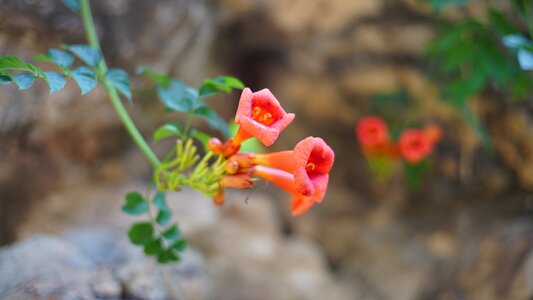 Flower plant red flowers