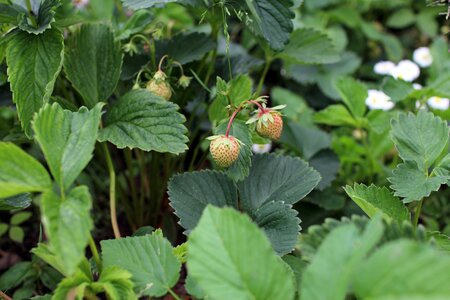 Summer june garden strawberry photo