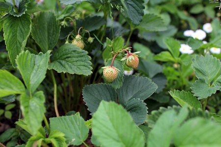 Summer june garden strawberry
