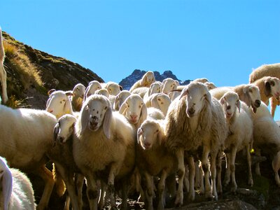 Animal group livestock photo