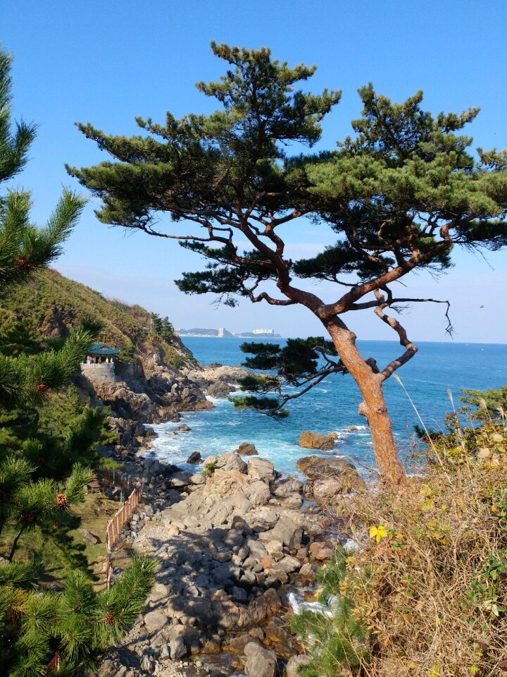 Outdoors scenery pine