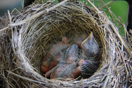 Nest wildlife newborn photo