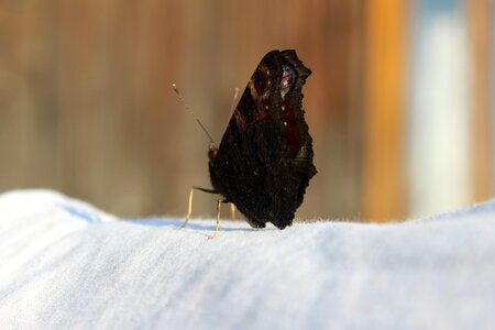 Nature wings swallowtail photo