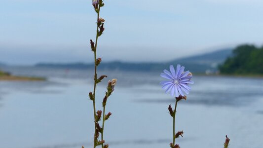 Chicory ocean photo