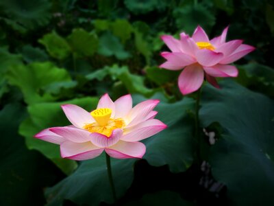 Lotus flower lotus leaf photo