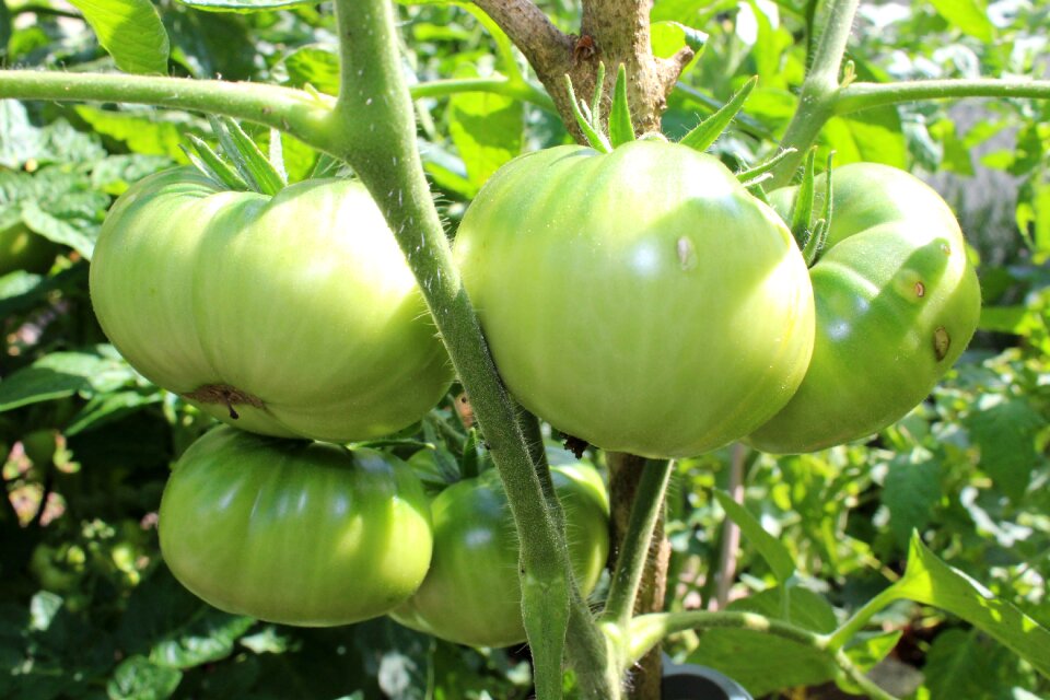 Vegetables healthy green