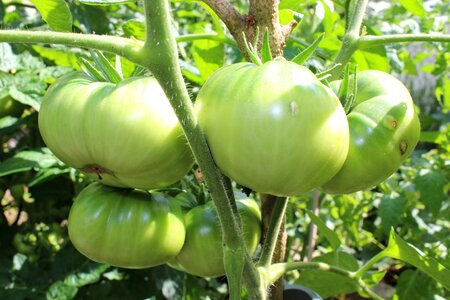 Vegetables healthy green
