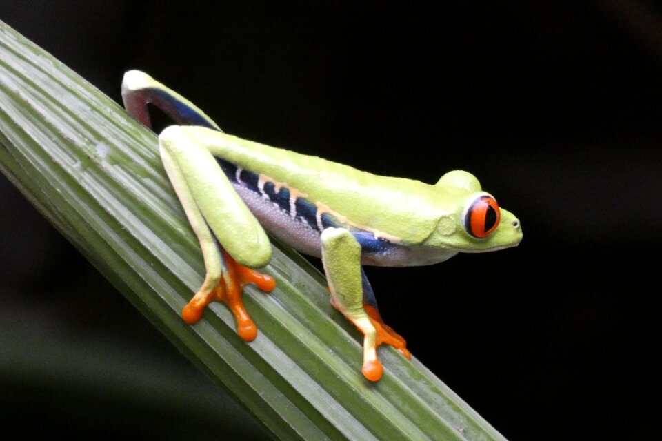 Frog nature animals