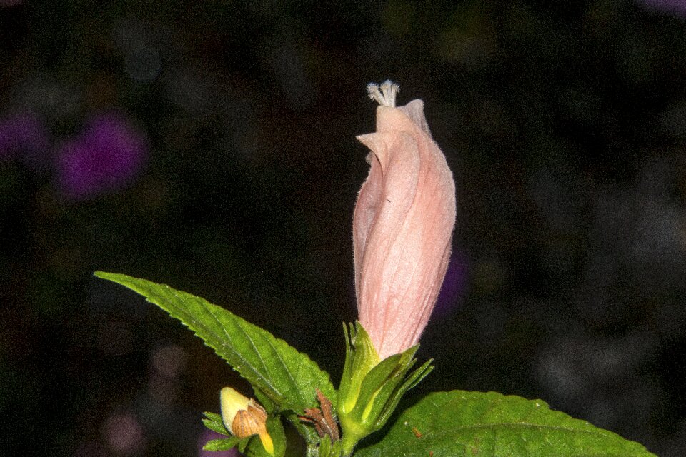 Nature flowers garden