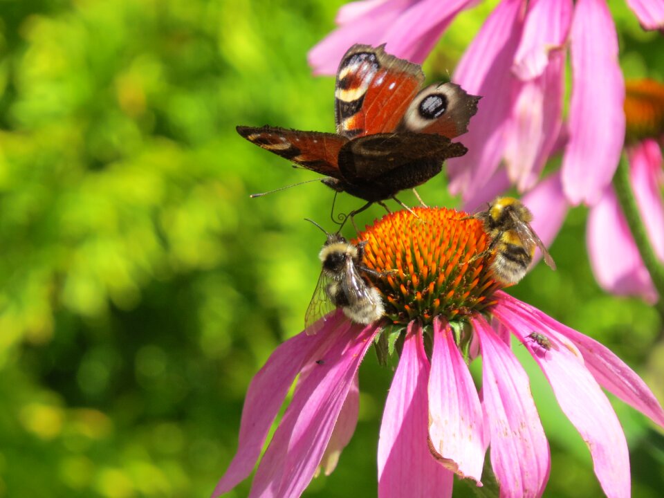 Insect summer lepidoptera
