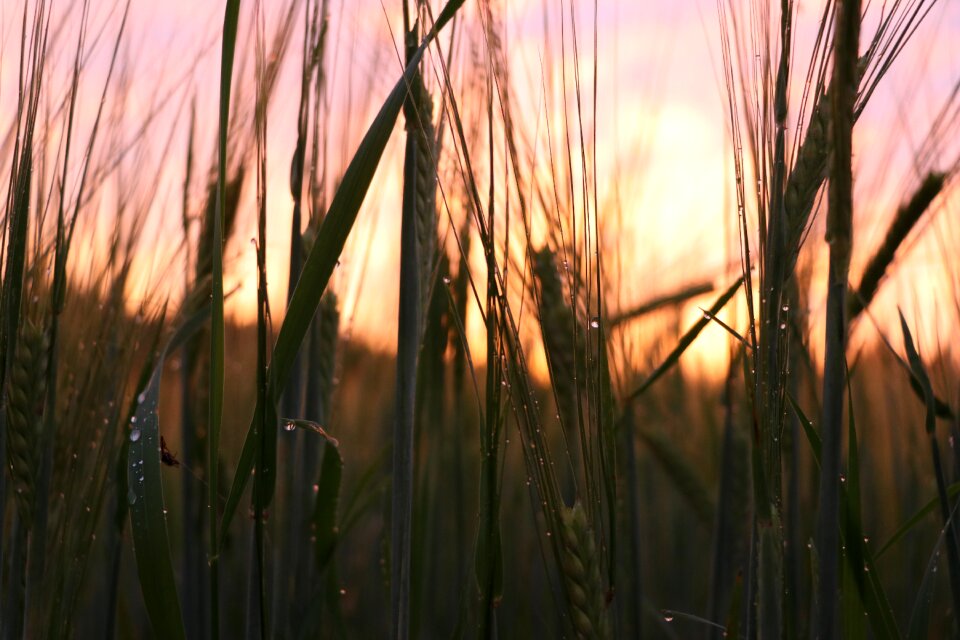 Summer nature