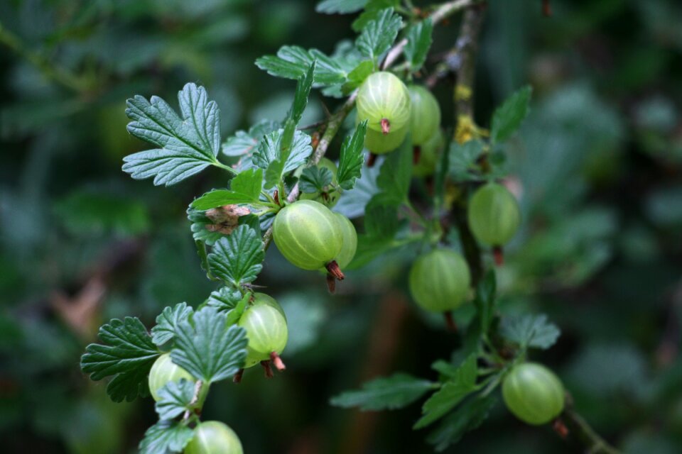 Berries small fruit shrub