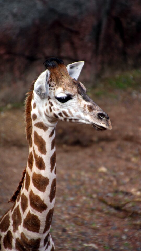 Baby giraffe zoo close up